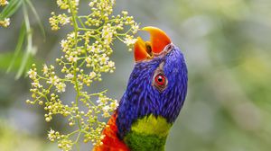 Preview wallpaper loriini, parrot, beak, bright, bird, flowers