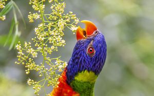 Preview wallpaper loriini, parrot, beak, bright, bird, flowers