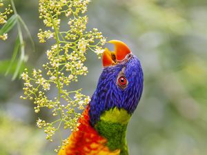 Preview wallpaper loriini, parrot, beak, bright, bird, flowers