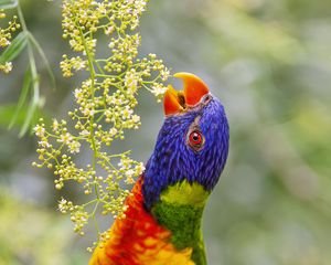 Preview wallpaper loriini, parrot, beak, bright, bird, flowers