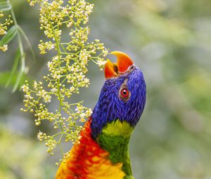 Preview wallpaper loriini, parrot, beak, bright, bird, flowers