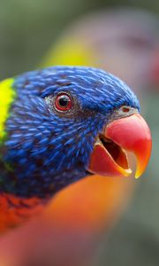 Preview wallpaper loriini, parrot, bird, rainbow, beak