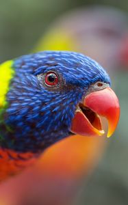 Preview wallpaper loriini, parrot, bird, rainbow, beak