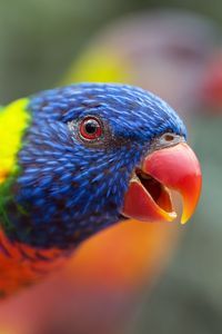 Preview wallpaper loriini, parrot, bird, rainbow, beak