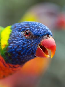 Preview wallpaper loriini, parrot, bird, rainbow, beak