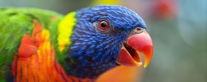 Preview wallpaper loriini, parrot, bird, rainbow, beak