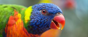 Preview wallpaper loriini, parrot, bird, rainbow, beak