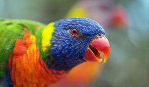 Preview wallpaper loriini, parrot, bird, rainbow, beak