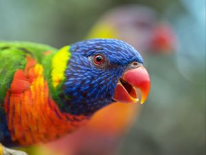 Preview wallpaper loriini, parrot, bird, rainbow, beak