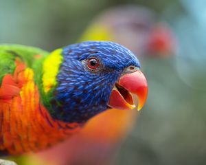 Preview wallpaper loriini, parrot, bird, rainbow, beak