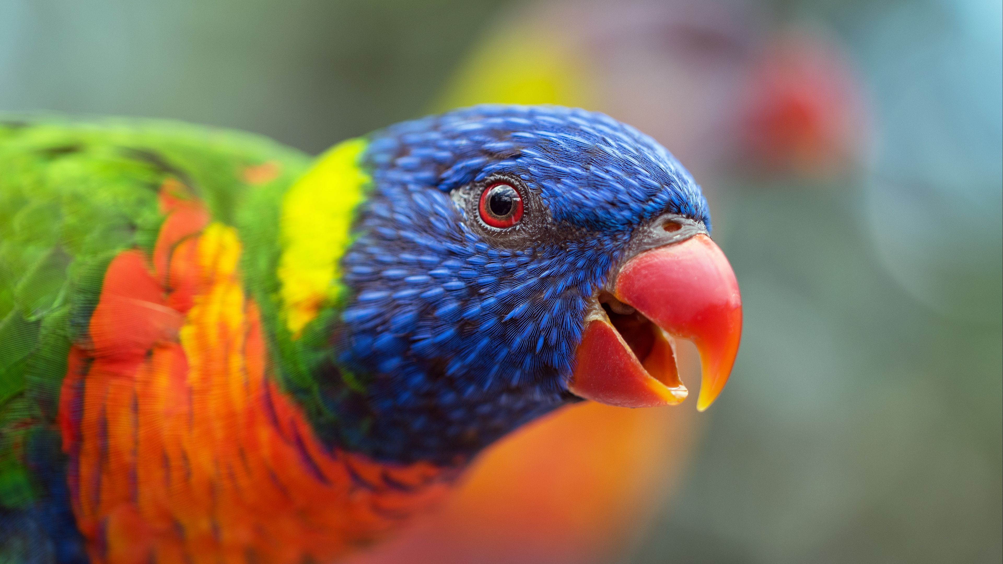 Download Wallpaper 3840x2160 Loriini Parrot Bird Rainbow Beak 4k