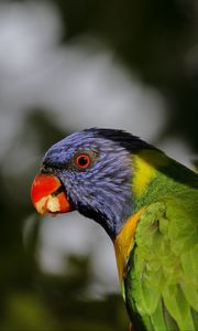 Preview wallpaper lorikeet, parrot, beak, blur