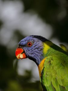 Preview wallpaper lorikeet, parrot, beak, blur