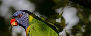 Preview wallpaper lorikeet, parrot, beak, blur