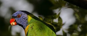 Preview wallpaper lorikeet, parrot, beak, blur