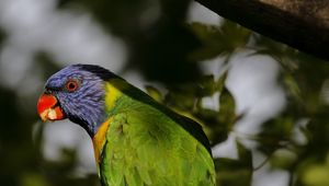 Preview wallpaper lorikeet, parrot, beak, blur