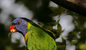 Preview wallpaper lorikeet, parrot, beak, blur