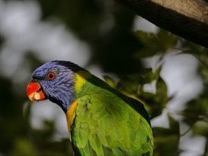 Preview wallpaper lorikeet, parrot, beak, blur