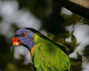 Preview wallpaper lorikeet, parrot, beak, blur