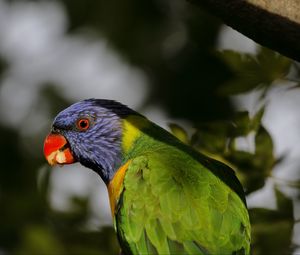 Preview wallpaper lorikeet, parrot, beak, blur