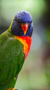 Preview wallpaper lorikeet, parrot, bird, colorful, bright