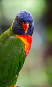 Preview wallpaper lorikeet, parrot, bird, colorful, bright