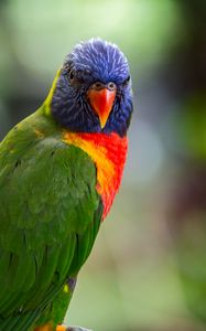 Preview wallpaper lorikeet, parrot, bird, colorful, bright