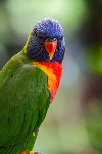 Preview wallpaper lorikeet, parrot, bird, colorful, bright