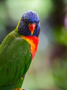 Preview wallpaper lorikeet, parrot, bird, colorful, bright