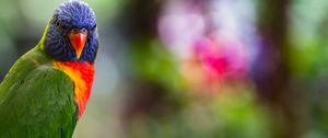 Preview wallpaper lorikeet, parrot, bird, colorful, bright