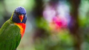 Preview wallpaper lorikeet, parrot, bird, colorful, bright