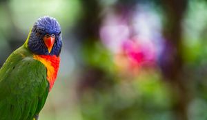 Preview wallpaper lorikeet, parrot, bird, colorful, bright