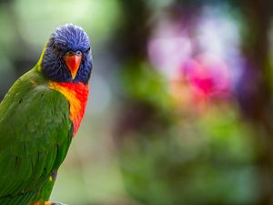 Preview wallpaper lorikeet, parrot, bird, colorful, bright