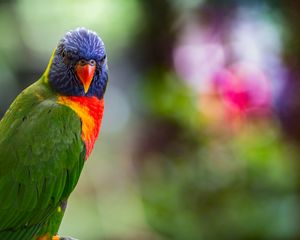 Preview wallpaper lorikeet, parrot, bird, colorful, bright