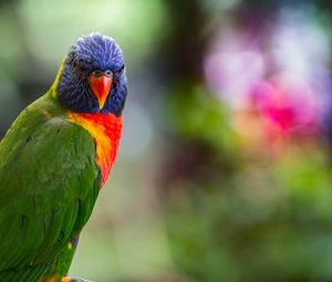 Preview wallpaper lorikeet, parrot, bird, colorful, bright