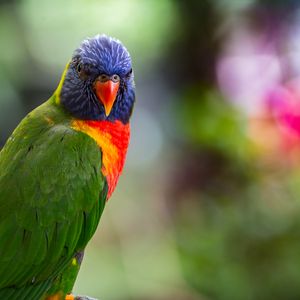 Preview wallpaper lorikeet, parrot, bird, colorful, bright