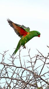 Preview wallpaper lorikeet, parrot, flight, branches