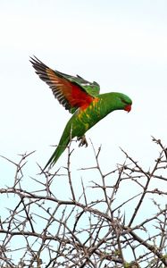 Preview wallpaper lorikeet, parrot, flight, branches