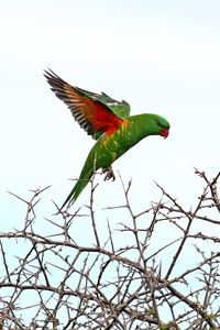 Preview wallpaper lorikeet, parrot, flight, branches