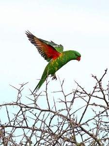 Preview wallpaper lorikeet, parrot, flight, branches