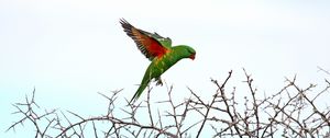 Preview wallpaper lorikeet, parrot, flight, branches