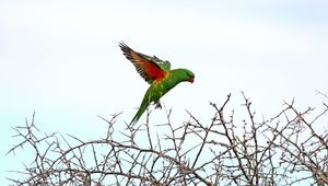 Preview wallpaper lorikeet, parrot, flight, branches