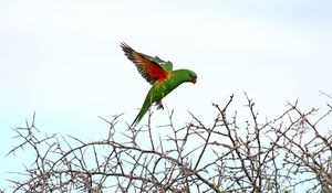 Preview wallpaper lorikeet, parrot, flight, branches