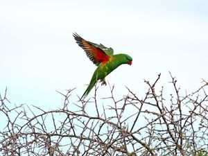 Preview wallpaper lorikeet, parrot, flight, branches