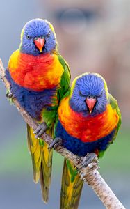 Preview wallpaper lorikeets, parrots, bird, branch, bright