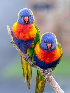 Preview wallpaper lorikeets, parrots, bird, branch, bright