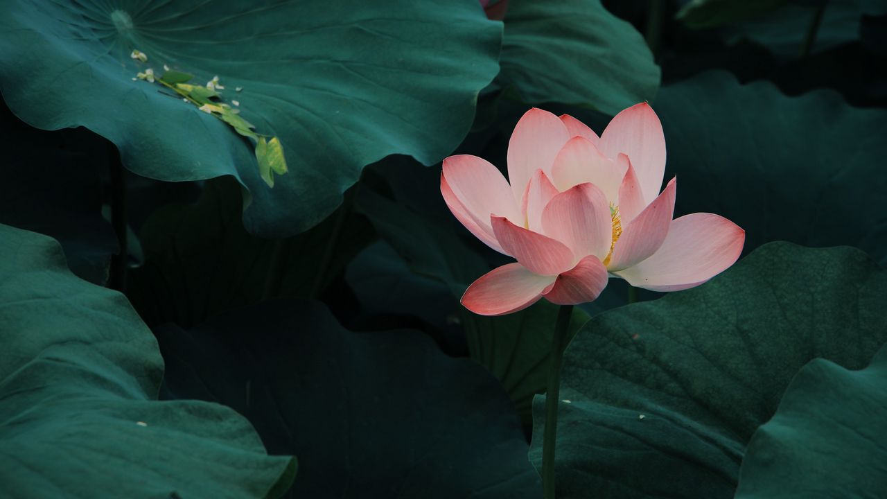Wallpaper lotus, bloom, leaves, pink