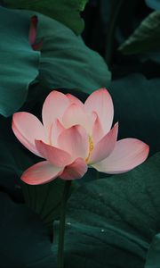 Preview wallpaper lotus, bloom, leaves, pink