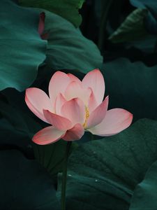 Lotus old mobile, cell phone, smartphone wallpapers hd, desktop backgrounds  240x320, images and pictures