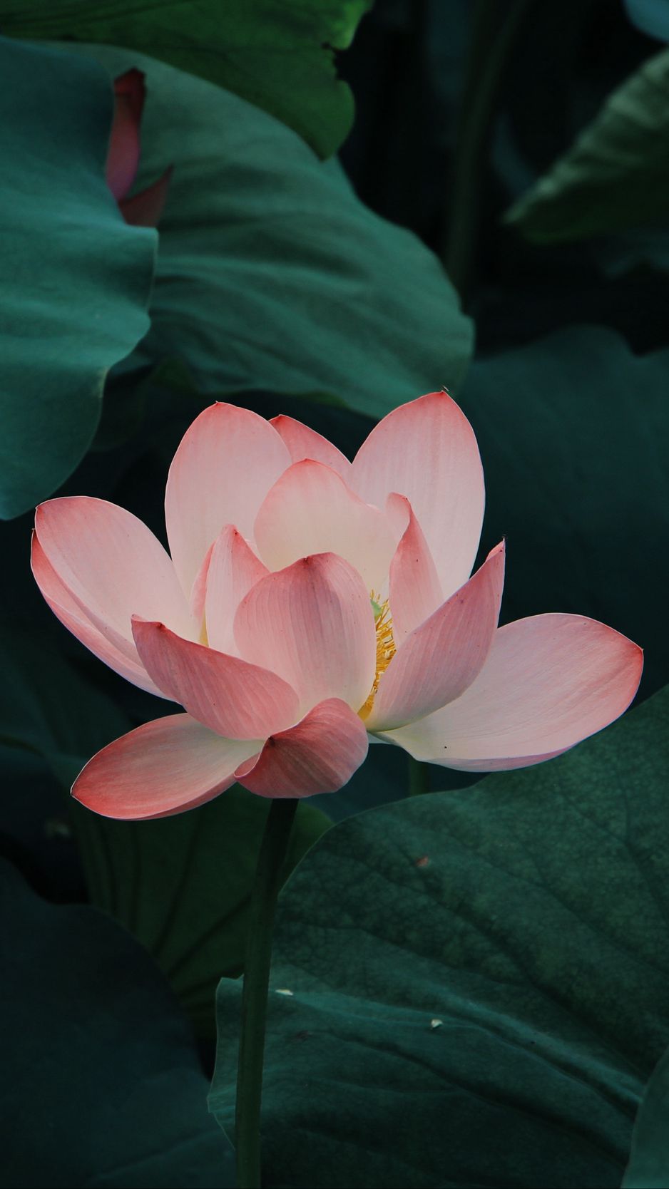 Download wallpaper 938x1668 lotus bloom leaves pink iphone 876s6 for  parallax hd background